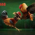 ae888 đá gà online