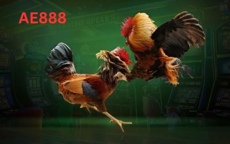 ae888 đá gà online