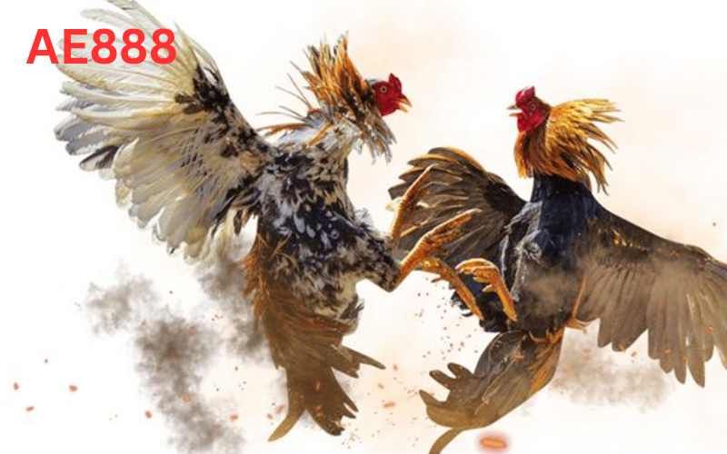 Về đá gà tại AE888